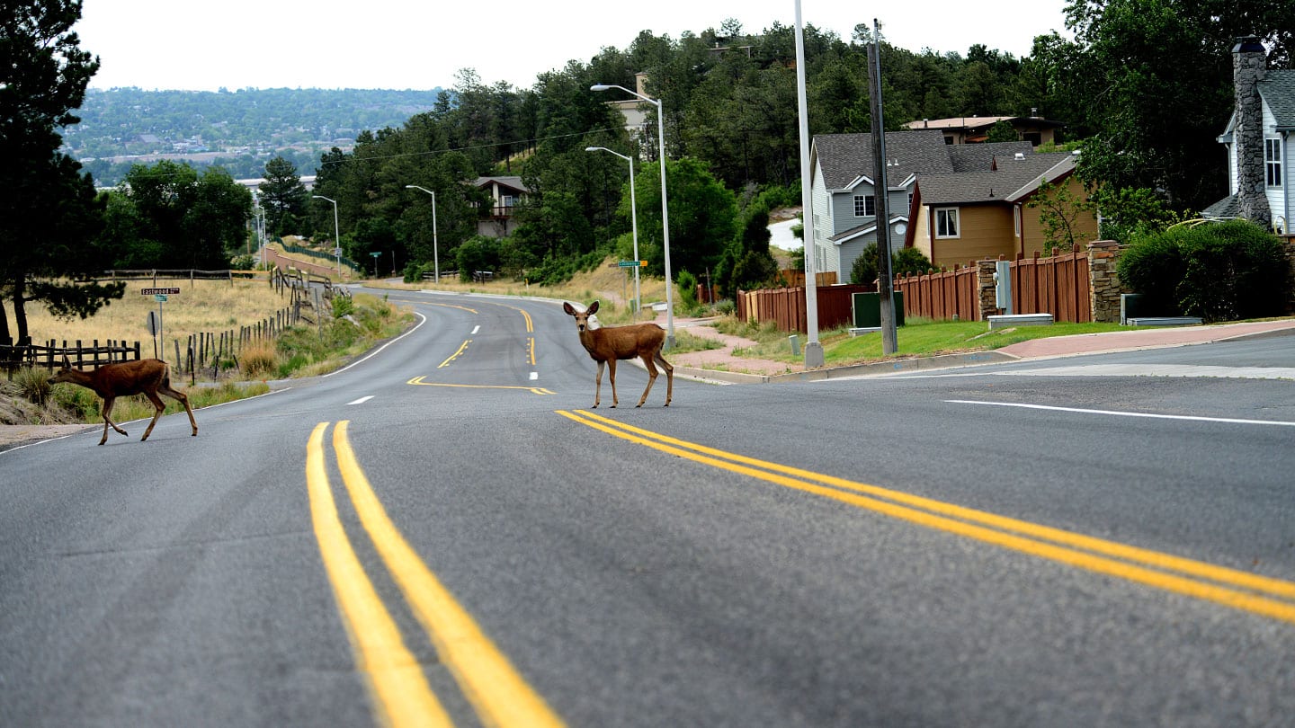 Deer In Road Mount Saint Francis Colorado Springs