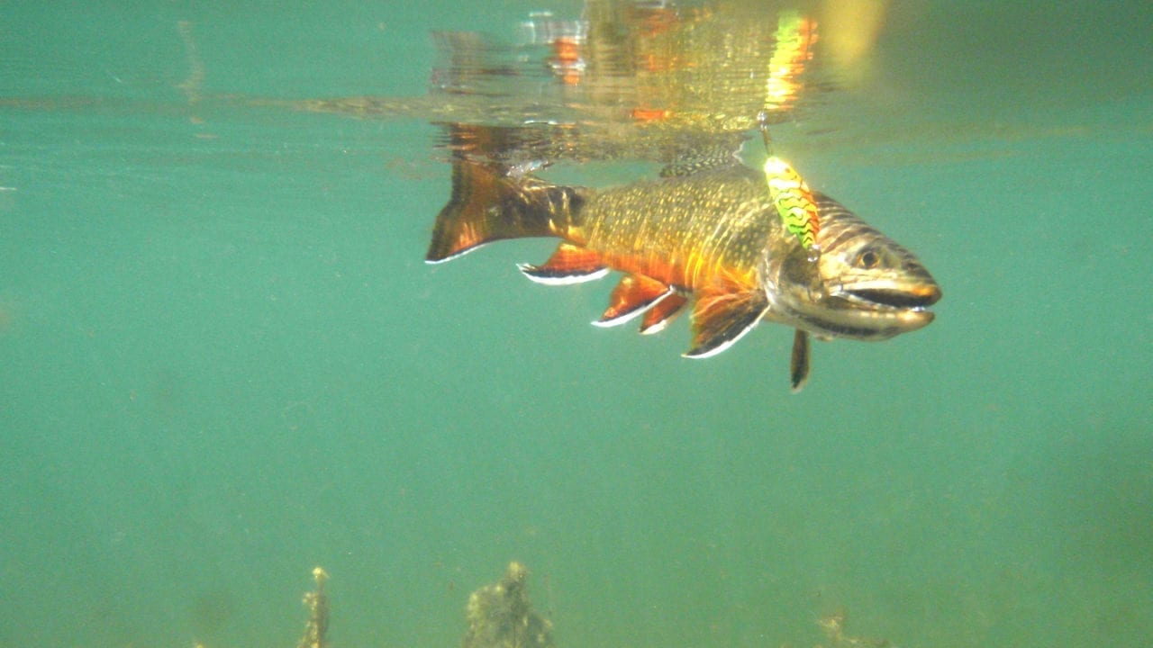 Colorado Fishing & FlyFishing Licenses, Reports, Regulations and Guides