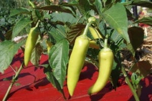 Gardening Denver Colorado Garden Peppers