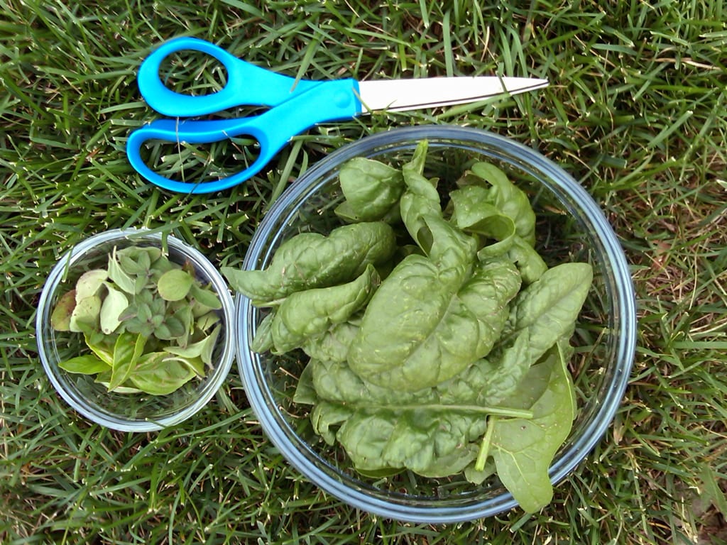 Gardening Spinach Basil Oregano Fort Collins Coloraod