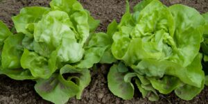 Gardening Lettuce Mini Heads