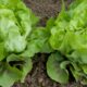 Gardening Lettuce Mini Heads