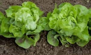 Gardening Lettuce Mini Heads