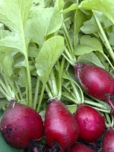 Gardening Radish Harves