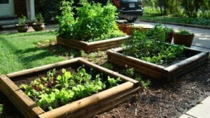 Vegetable Garden Raised Beds