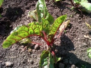 Gardening Swiss Chard Bright Lights