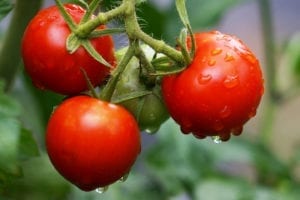 Gardening Tomatos Growings