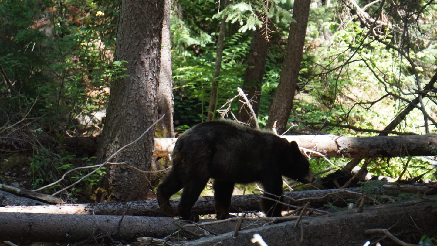 Beaver Lake Trail Black Bear Avon Colorado