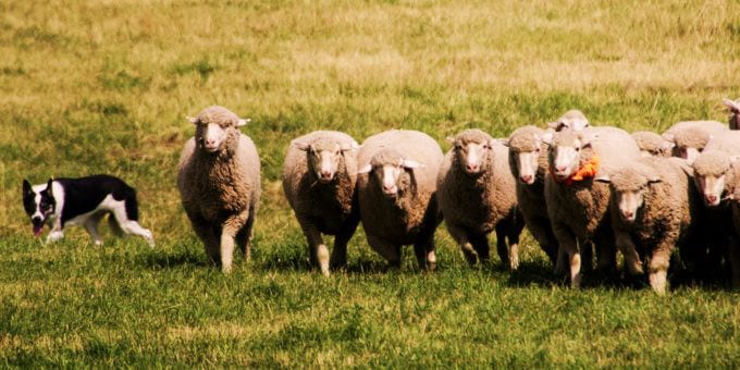 sheepdog herding sheep