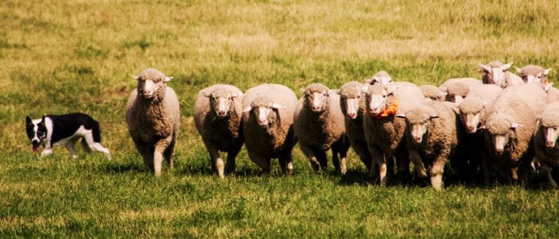 Meeker Classic Sheepdog Championships Trials