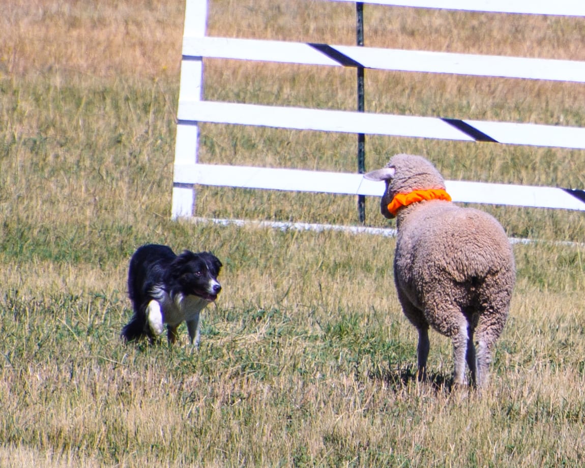 Meeker Classic Sheepdog Championships