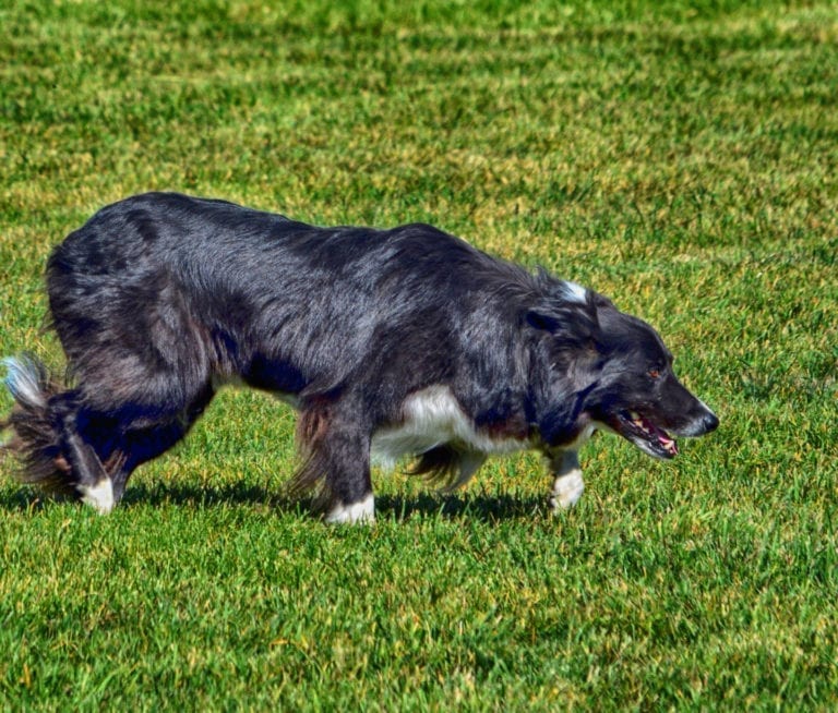 Meeker Classic Sheepdog Championship Trials 2024 September Heritage