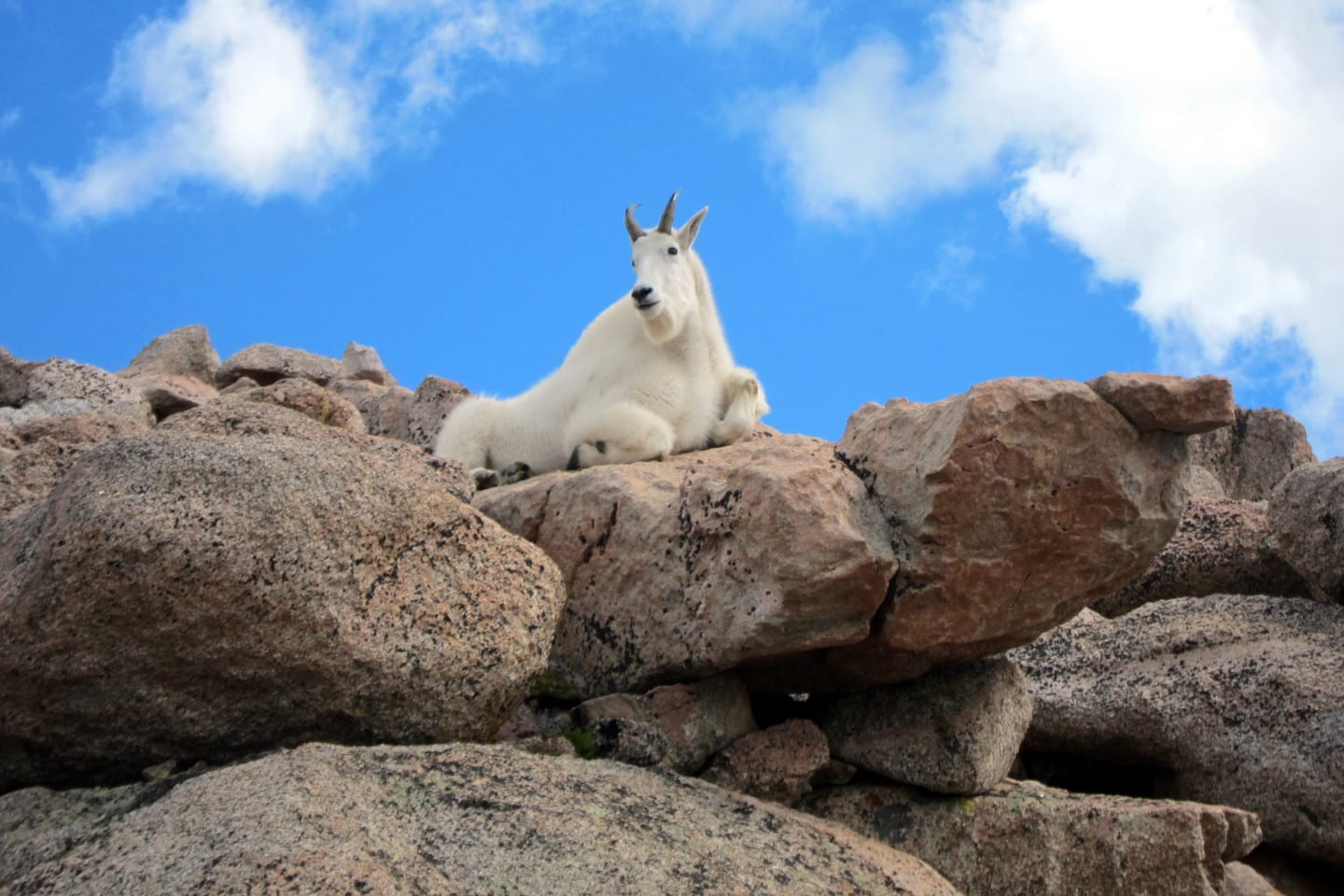 Mount Evans Wilderness Mountain Goat
