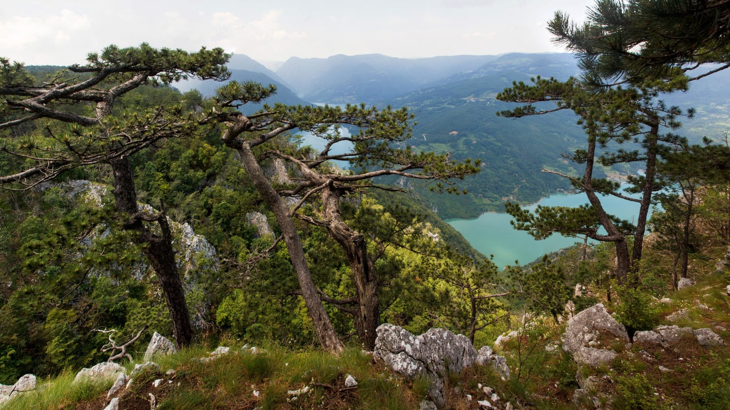 Tara National Park Serbia Banjska Stena