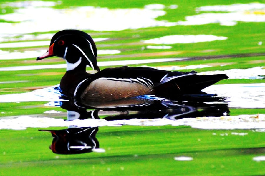 Two Ponds Trail Arvada Wood Duck
