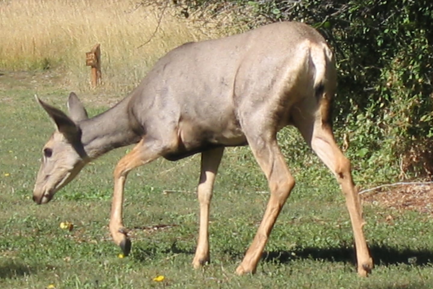 Two Ponds Trail Arvada Deer