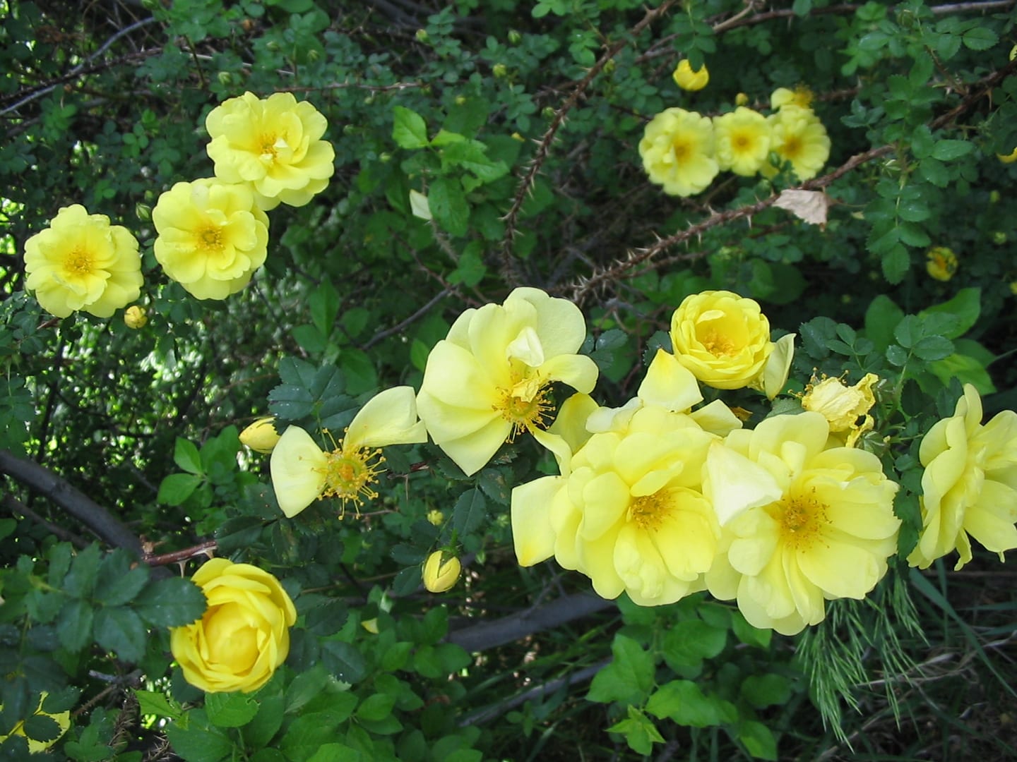 Two Ponds Trail Arvada Wild Roses