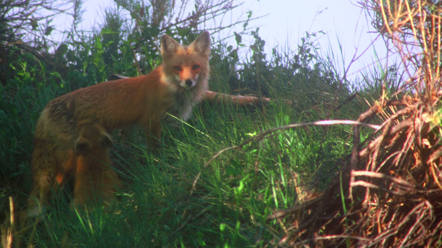 Two Ponds Trail Arvada Red Fox