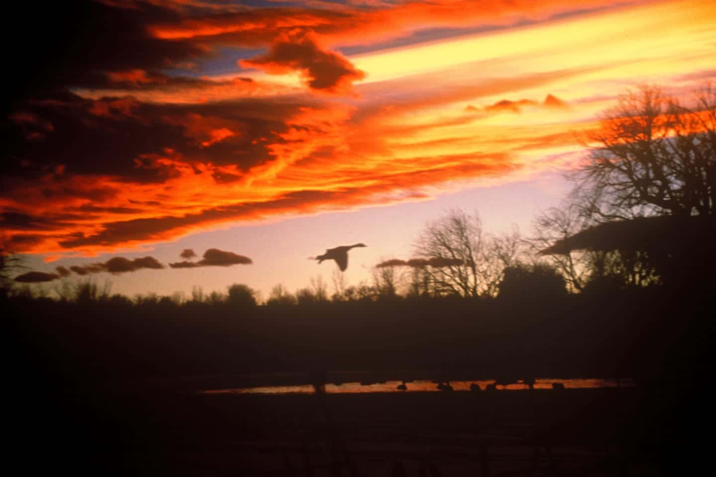 Two Ponds Trail Arvada Sunset Waterfowl
