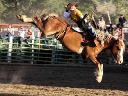 Cattlemen's Days Gunnison Colorado Rodeo