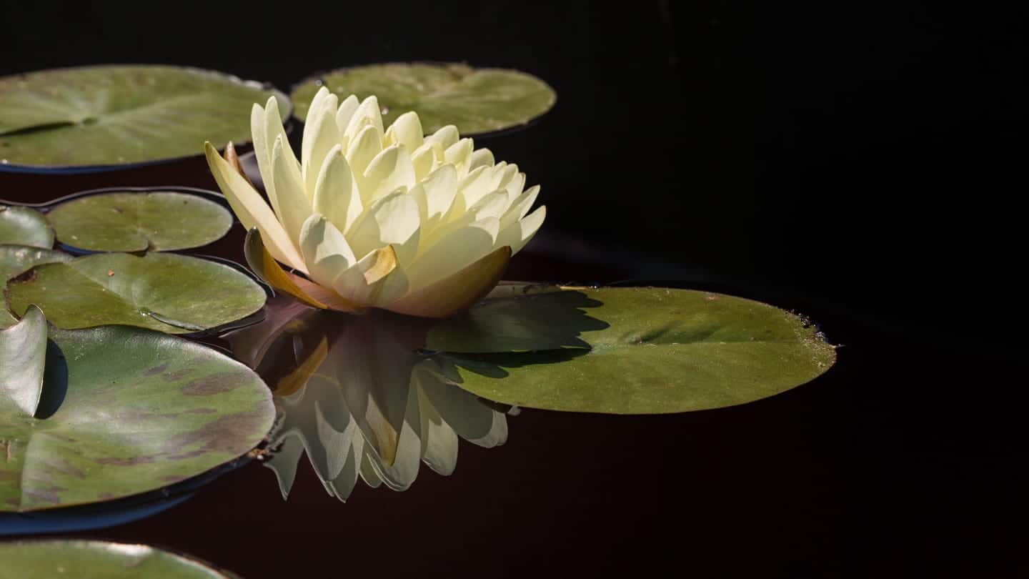 Denver Botanic Gardens Lily Pad Flower