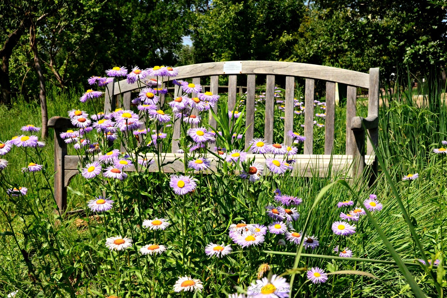 Hudson Gardens Flowers Bench Littleton