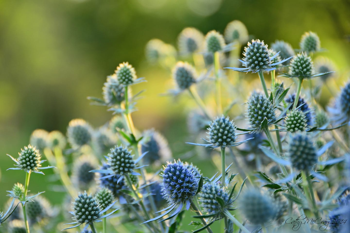 Hudson Gardens Sunset Flowers Littleton