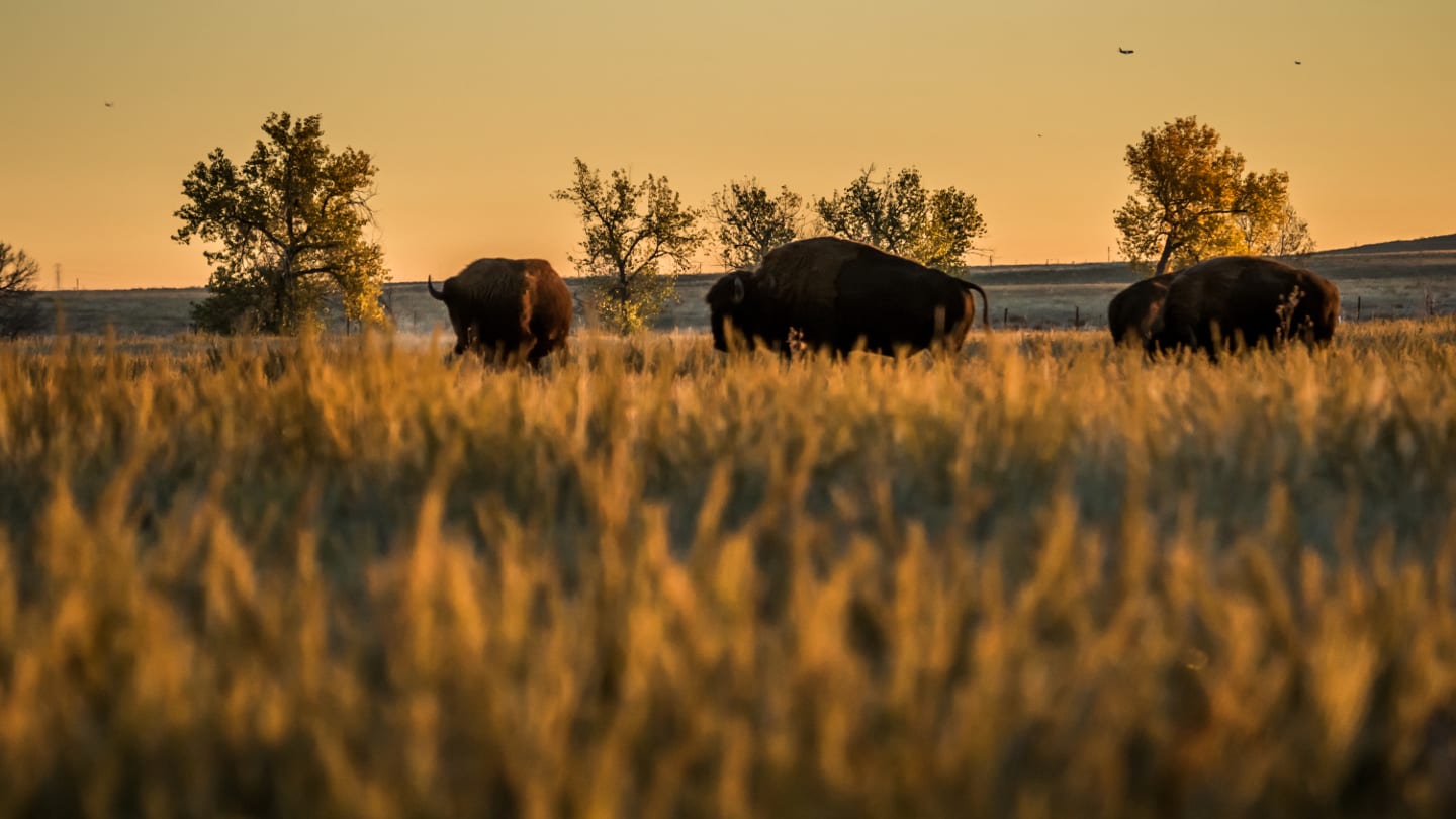 Suaka Margasatwa Arsenal Bison Sunrise Rocky Mountain Denver