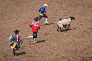 Greeley Stampede Mutton Bustin