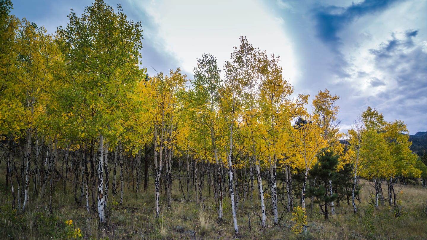 Pike National Forest Autumn Aspen Grove