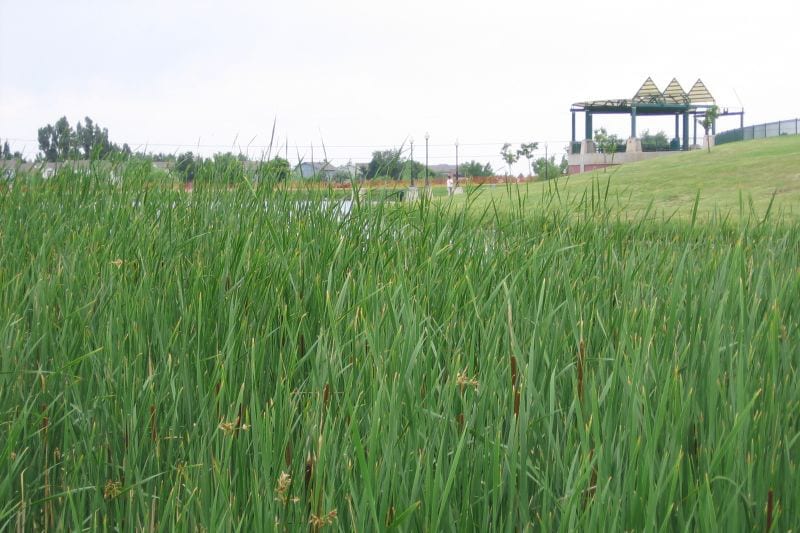 Westminster City Park Grass