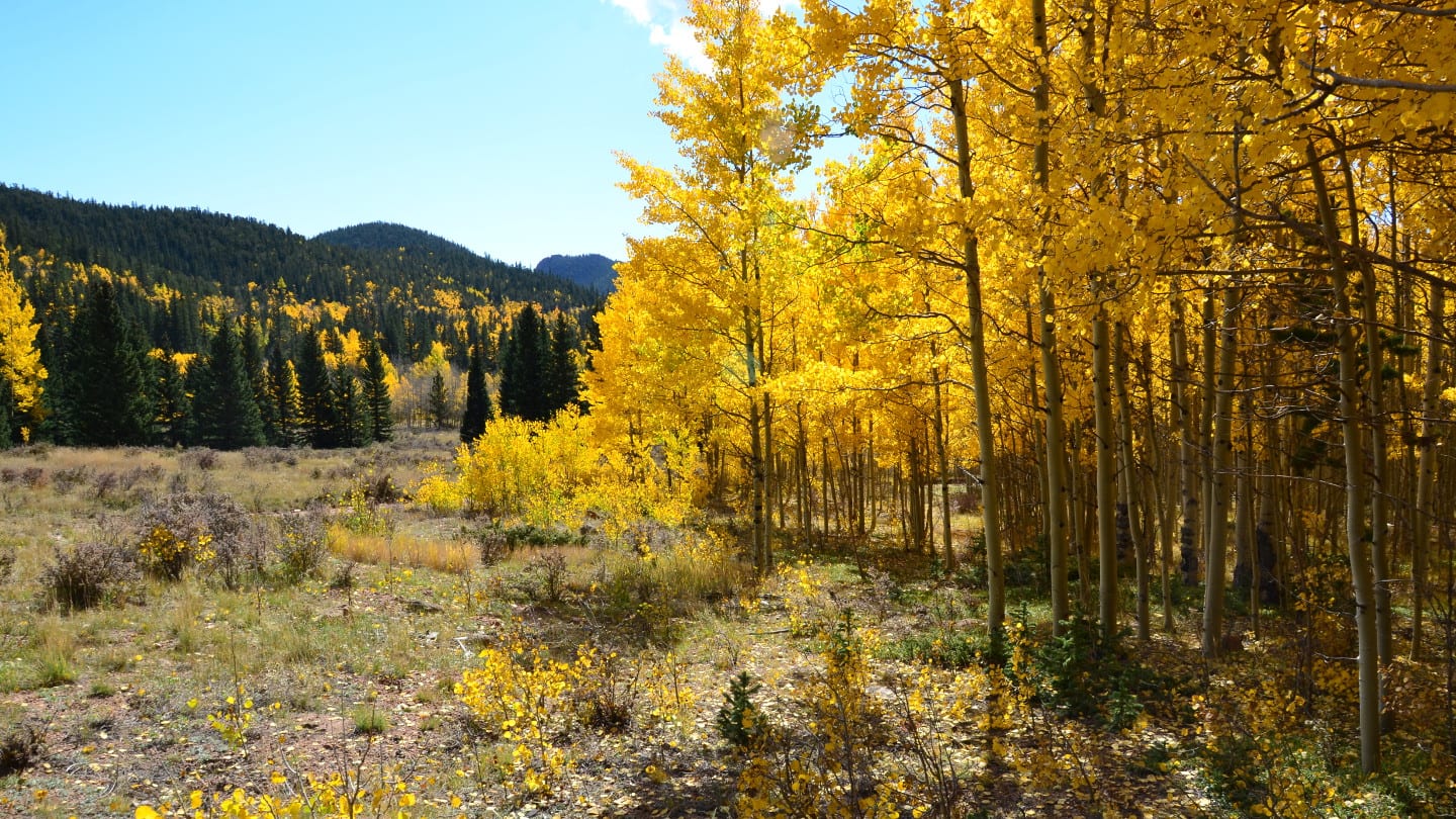 Warna Musim Gugur Pohon Aspen Colorado