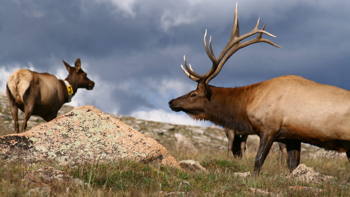 Elk Grazing Trail Ridge Road Colorado