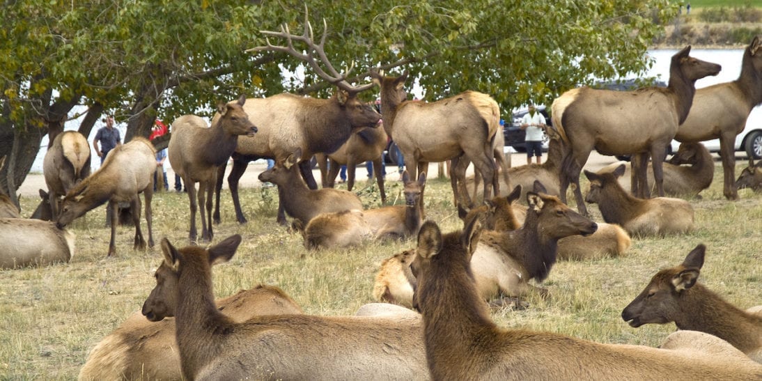 Elk Fest Bugles and Battles Estes Park, CO 2023 October Wildlife Event