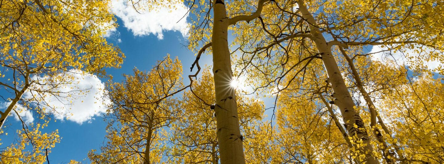 Fall Colors Boreas Pass Yellow Aspens Sunshine
