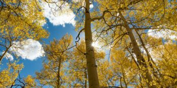 Fall Colors Boreas Pass Yellow Aspens Sunshine