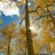 Fall Colors Boreas Pass Yellow Aspens Sunshine