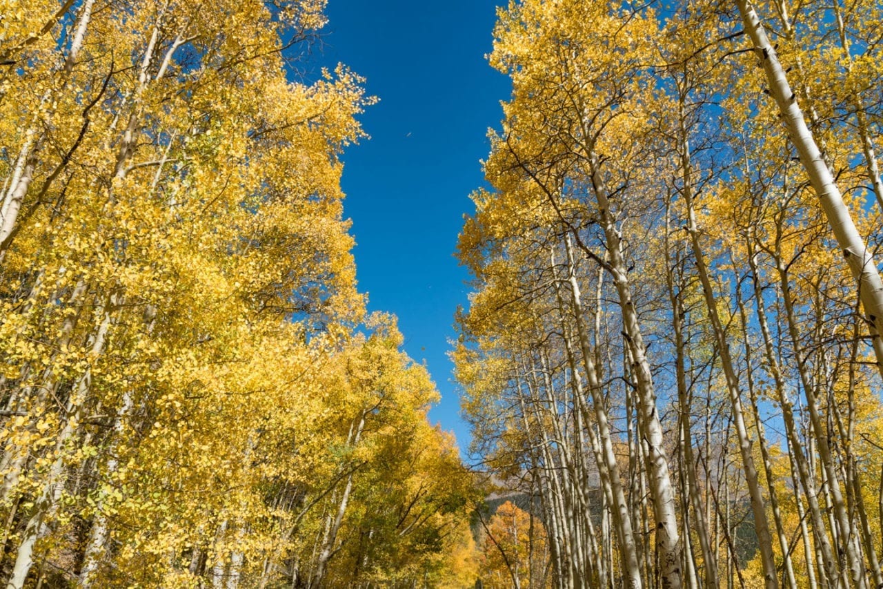 Fall Colors Boreas Pass Golden Aspen Grove