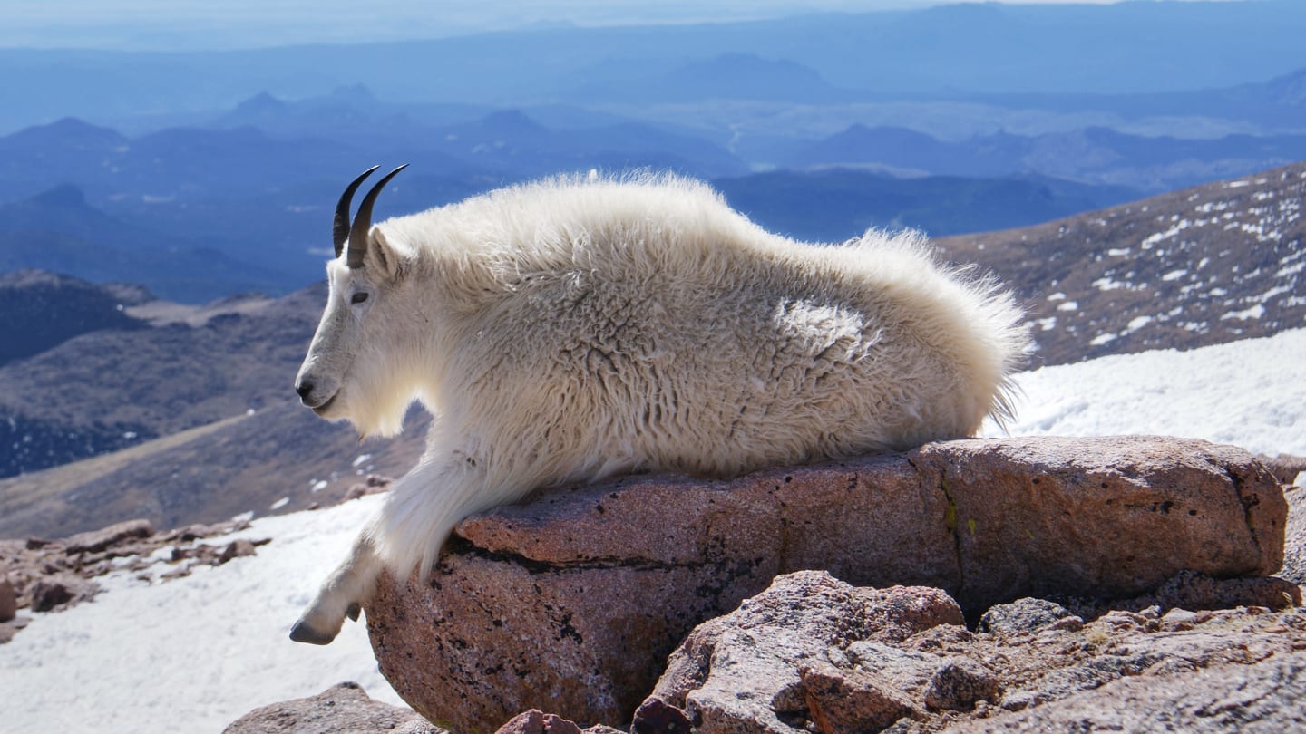 Mount Evans Mountain Goat Resting