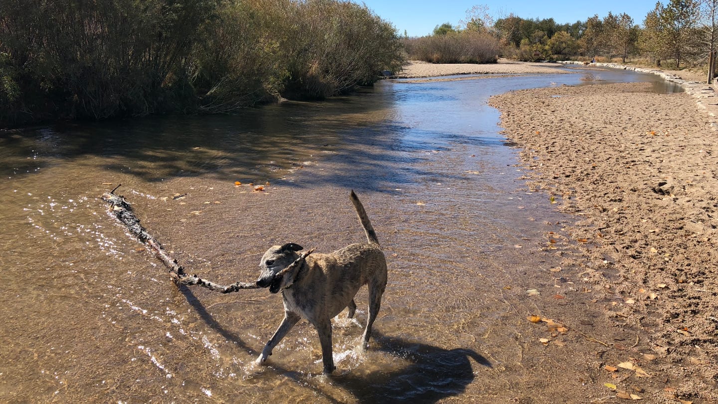 Colorado Dogs Cherry Creek Dog Park