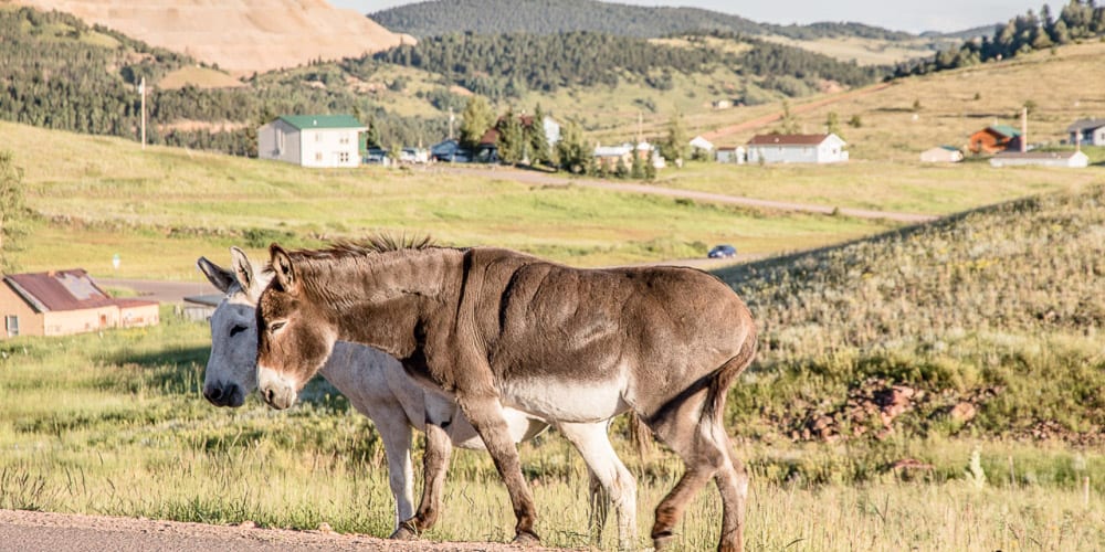 Cripple Creek Casinos Wild Donkeys