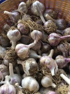 Mushrooms Mo’Betta Green Marketplace Five Points Denver