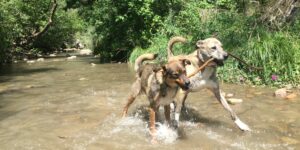 Best Instagrams Uncover Colorado Durango Dogs River