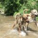 Best Instagrams Uncover Colorado Durango Dogs River