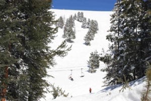 Vail Ski Resort Bowl Trees