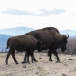 Sedalia CO Daniel's Park Bison