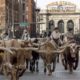 Winter Colorado Events National Western Stock Show Parade