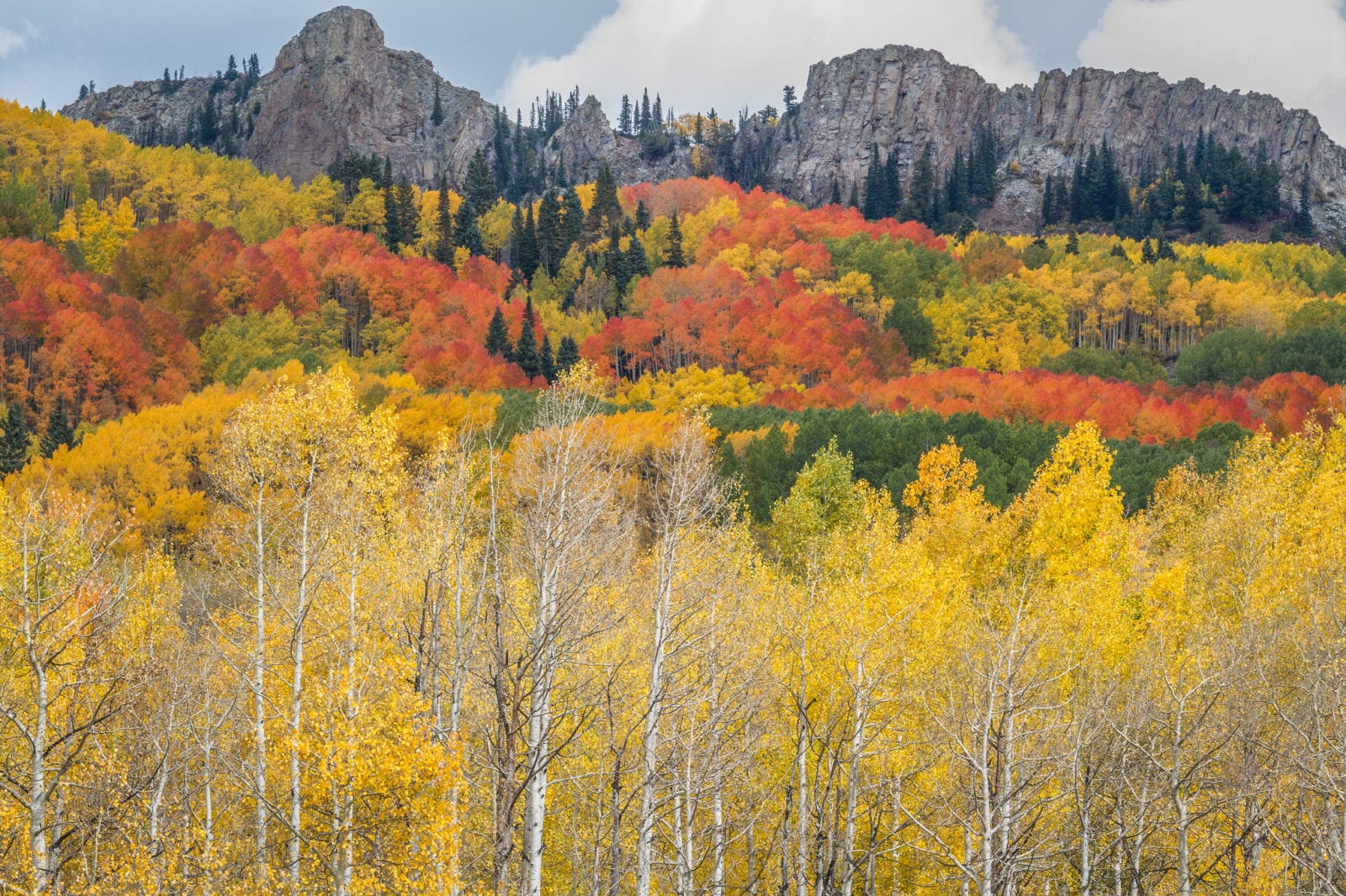 orange, yellow and green aspen trees on Kebler Pass during autumn