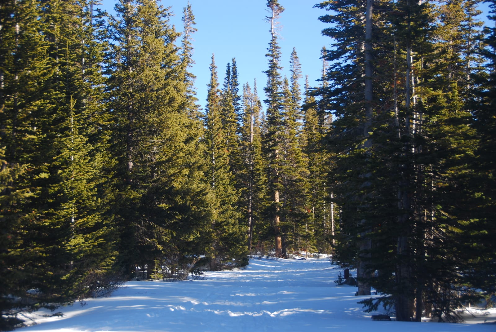 Brainard Lake Recreation Area Snowshoeing Trail Colorado