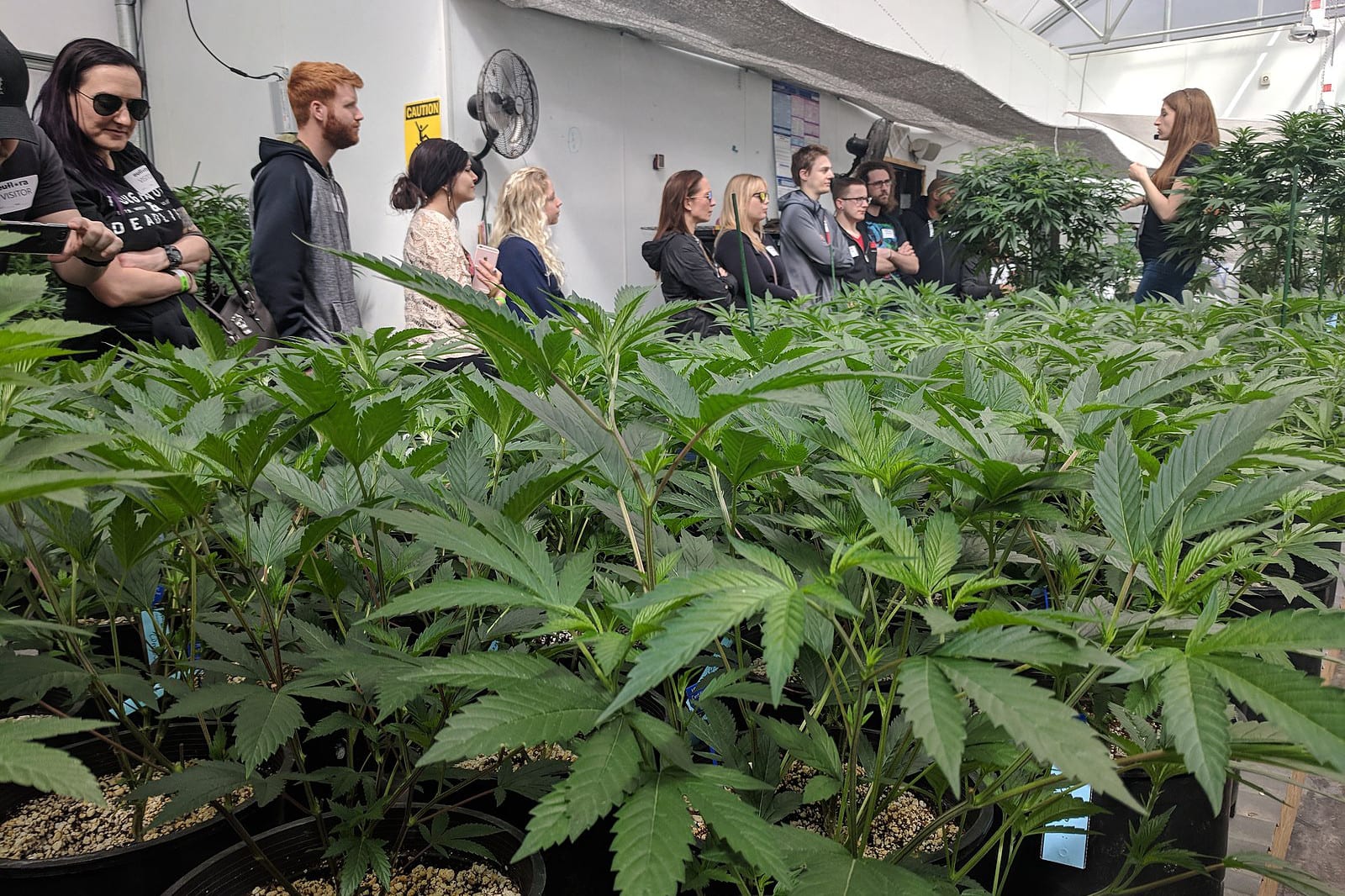 Colorado Cannabis Tourism Denver Pot Tour